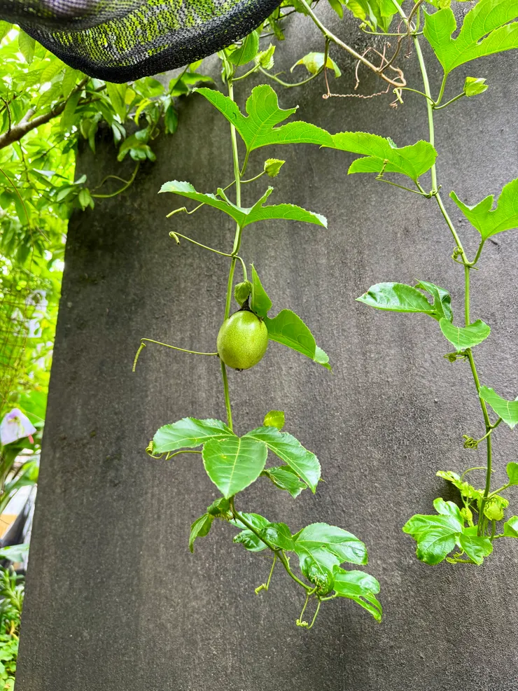 正在努力茁壯的百香果