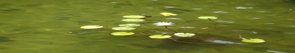 謙謙翹首的沙龍