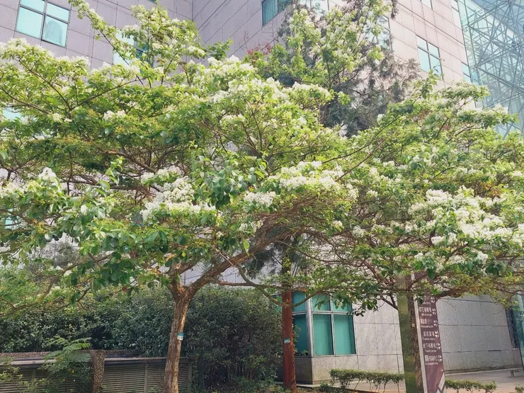 流蘇花瓣裂片細長,宛若古代仕女服裝上細長如絲的設計,故名為「流蘇」/新北市政府綠美化環境景觀處提供