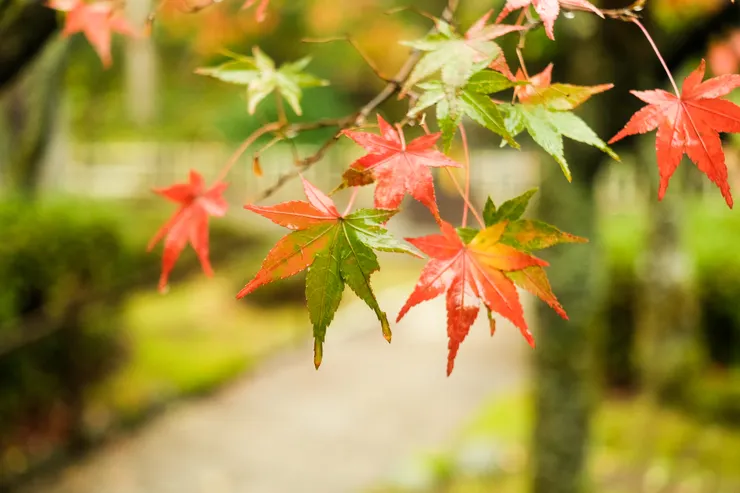 半紅半綠的楓葉