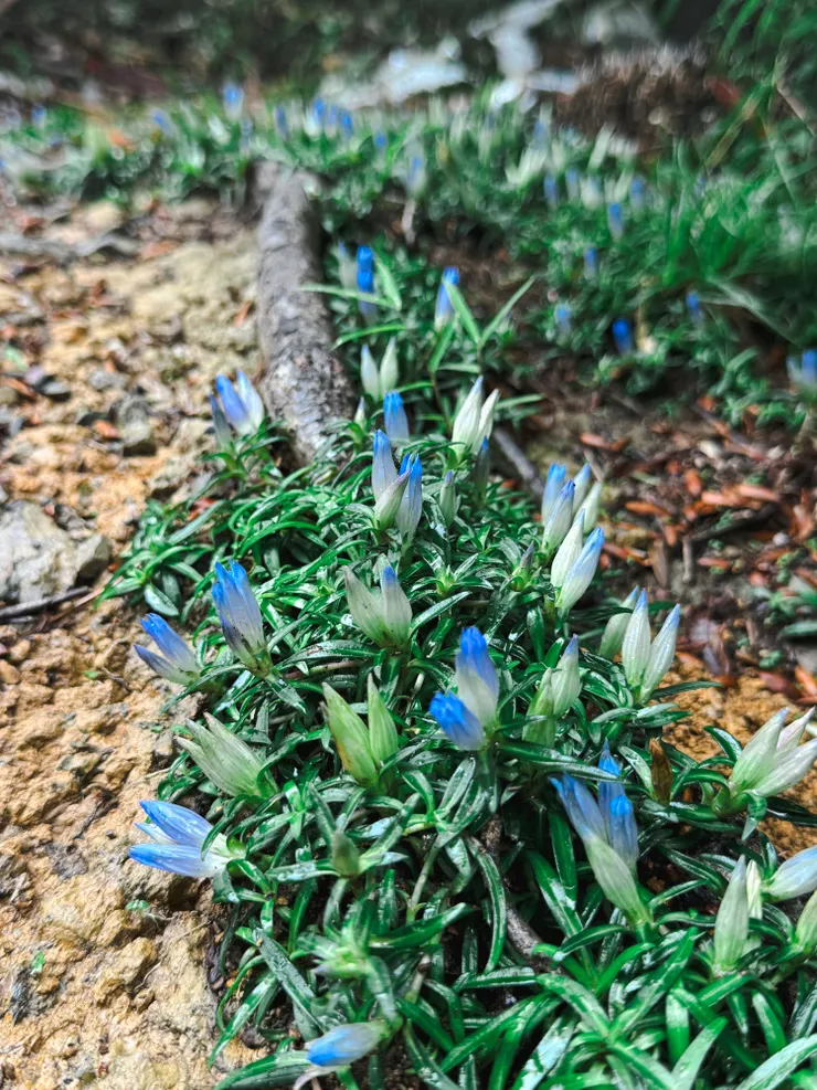 三角點旁的台灣龍膽