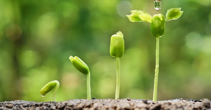 奈米成長的沙龍