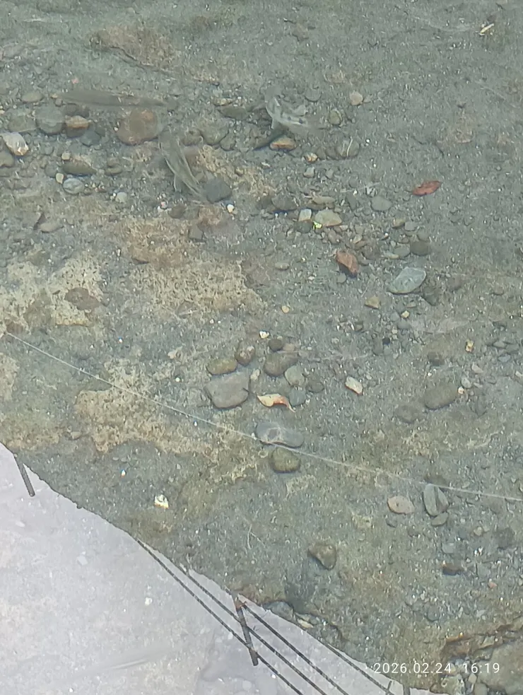 魚戲清溪，皆自拍攝