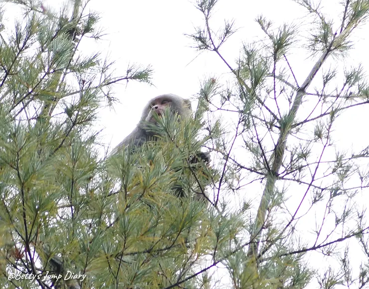 ▲台中「大雪山國家森林遊樂區」/圖片來源：Betty's Jump Diary
