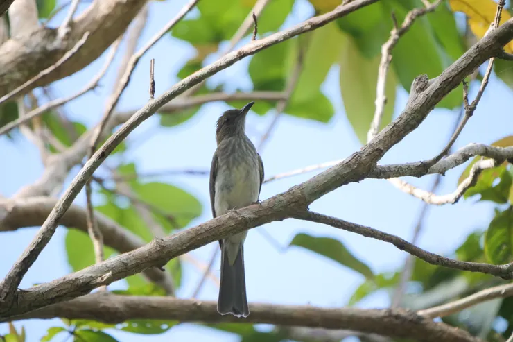 紋耳鵯 Streak-eared Bulbul