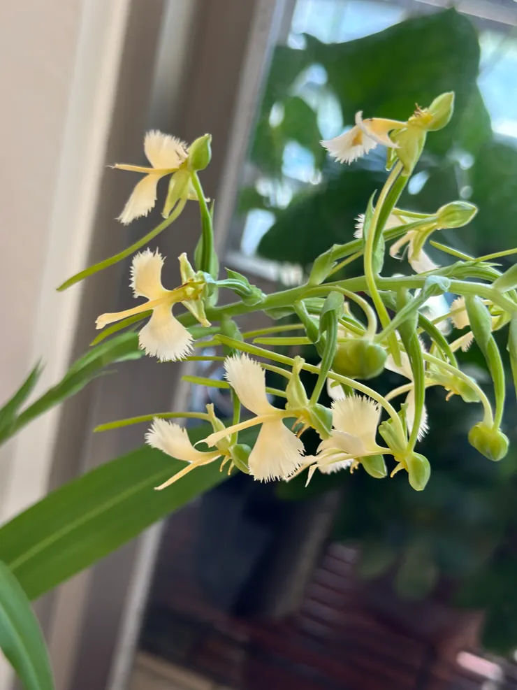 這花秋天才會開,結果還沒寒冬之前,便謝了!它很像鶴,一群鶴,飛舞著
