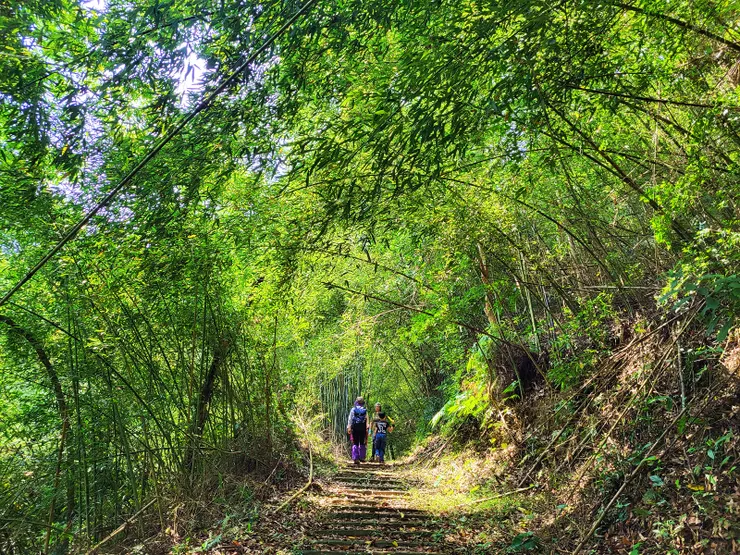 ▲初始為竹林石階步道，媲美日本京都嵐山的竹林小徑。