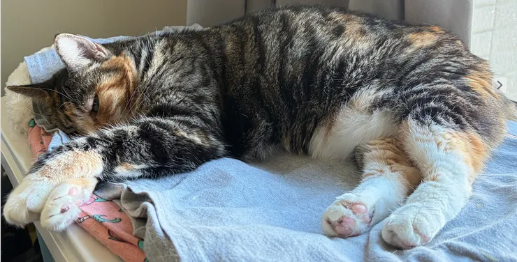 我家另一位冬冬貓主子體重在三個月內掉將近1Kg，檢查證實是腎臟病二期。因發現得早，目前主要餵食腎臟處方乾糧以及補充延緩腎衰營養品，控制得還不錯，體重有維持住，沒有持續下滑。