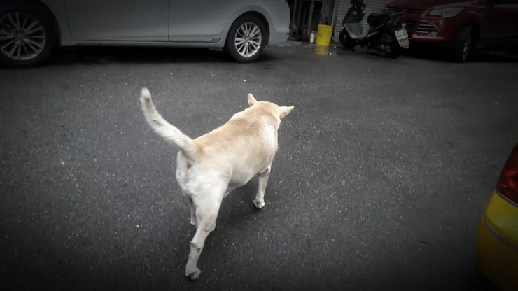 ▲▼被竊賊活活打死！黃狗死後守工廠幾十年　仍要陪癌末爸最後一段（圖／小檸檬供稿專用）