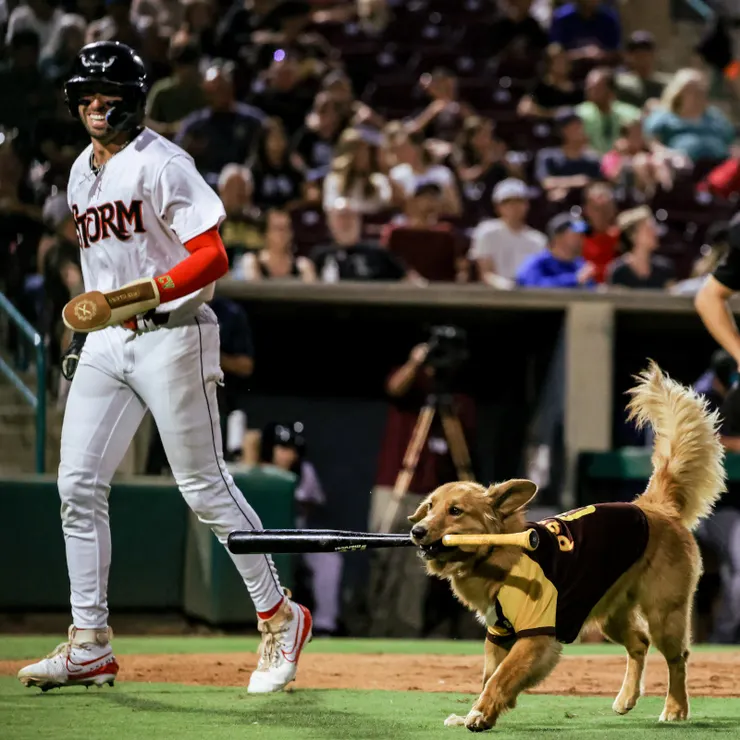 Omaha，新球季將成為埃爾西諾湖風暴隊（Lake Elsinore Storm）球棒犬　Photo：Dingers Photography