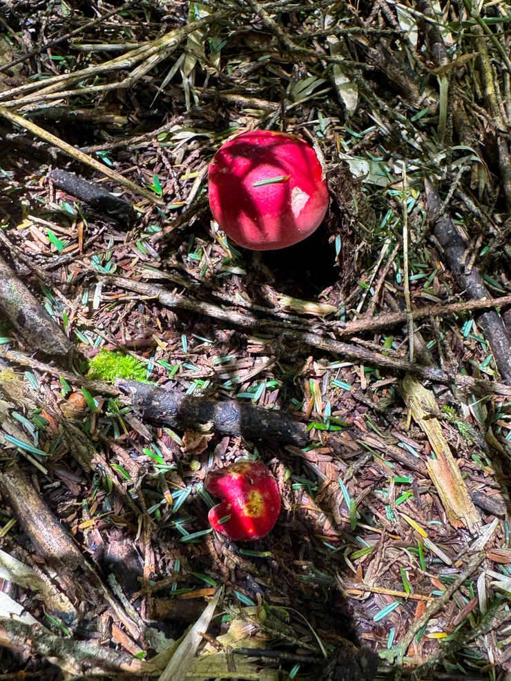 紅通通的香菇看起來特別可愛