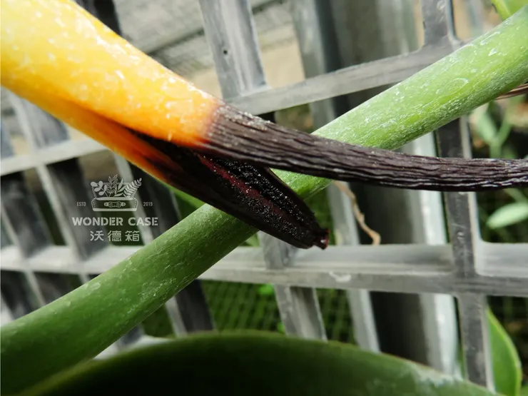 內部像沙子一樣東西就是種子，此時已經散發著濃濃的香草味了