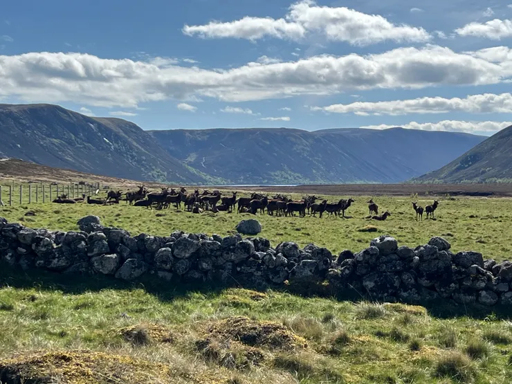 草原中央一大群鹿