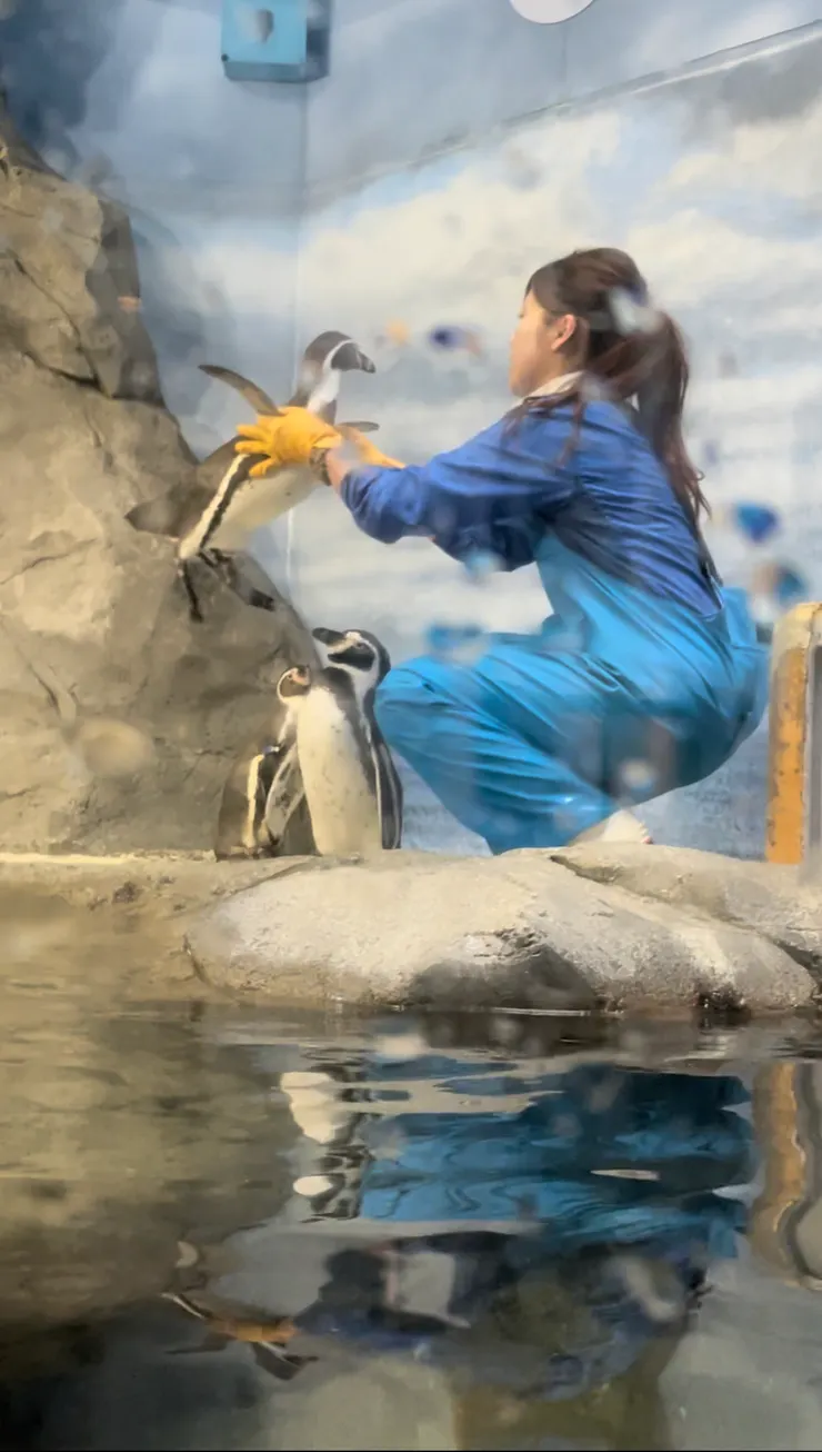 企鵝寶寶飛高高🐧!