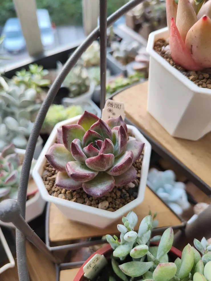 比翼鳥美麗的深紫色