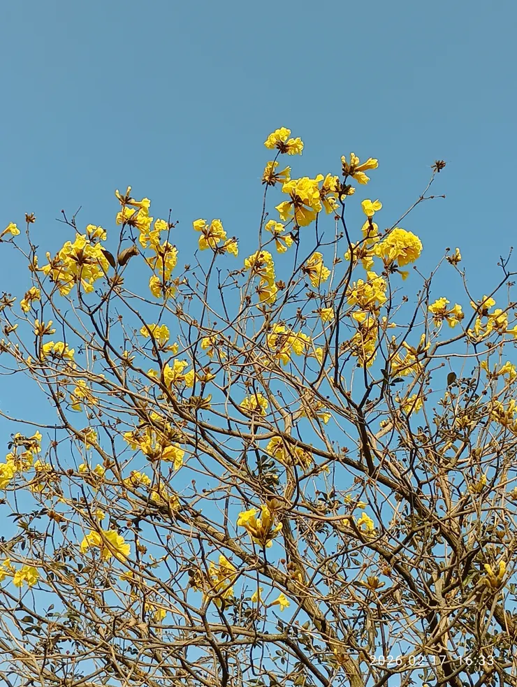 今年個人首見的黃風鈴