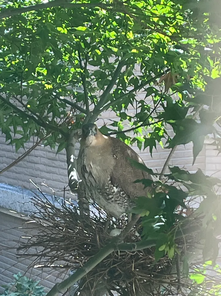 真的是肥肥胖胖，有人知道公母怎麼分辨嗎?