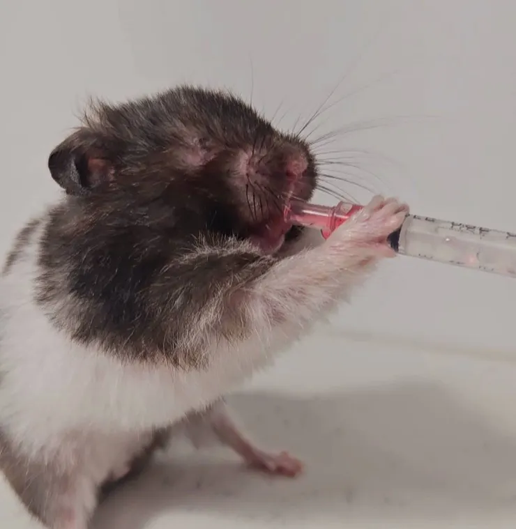 很感動鼠寶的堅強