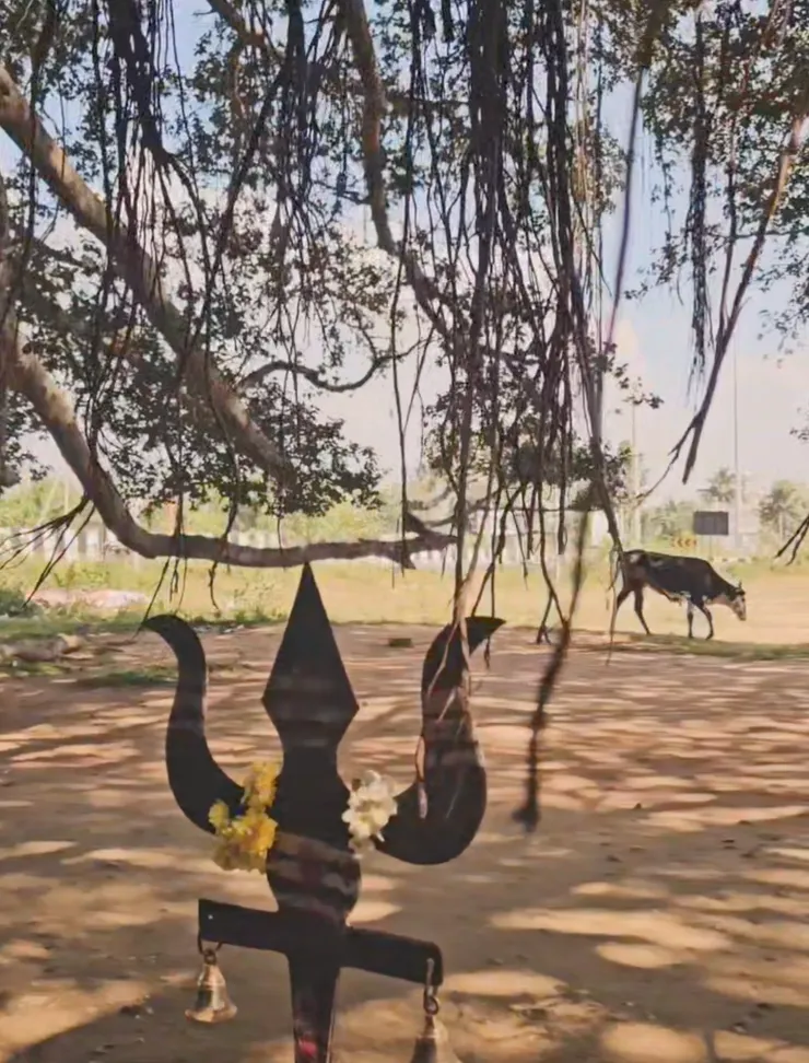 7 Dec.'24 The banyan tree in Mysore