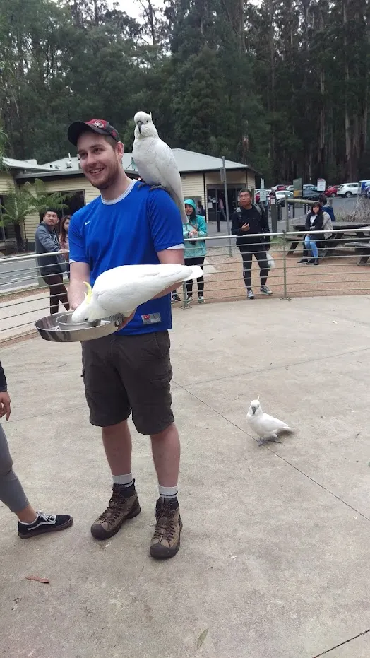 野生的鸚鵡,其實我有點怕鳥