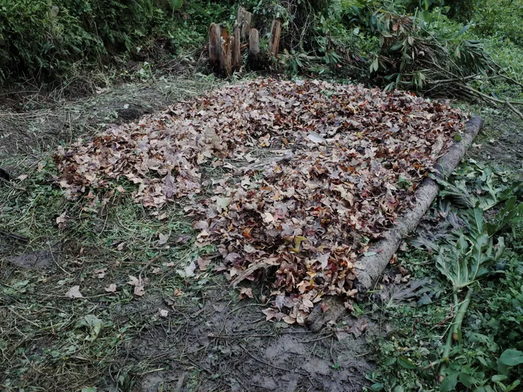 使用落葉覆蓋雜草與枯枝