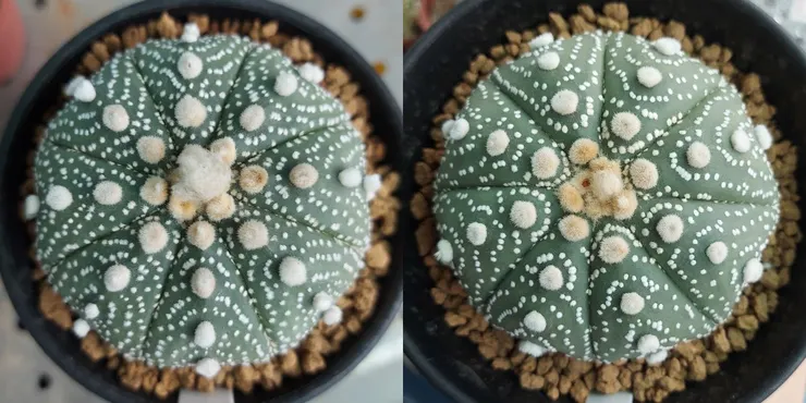 父母本