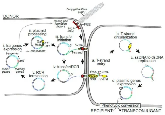 引用自 MDPI 期刊內容 / (圖) 細菌之間可以透過一種稱為「質粒傳遞」（plasmid transfer）的機制，互相分享基因。質粒是一種攜帶額外遺傳資訊的小型環狀DNA，常包含讓細菌在惡劣環境中生存的關鍵基因，比如抗生素耐藥性基因。細菌透過這一過程，能快速「交換武器」，以應對環境壓力或威脅