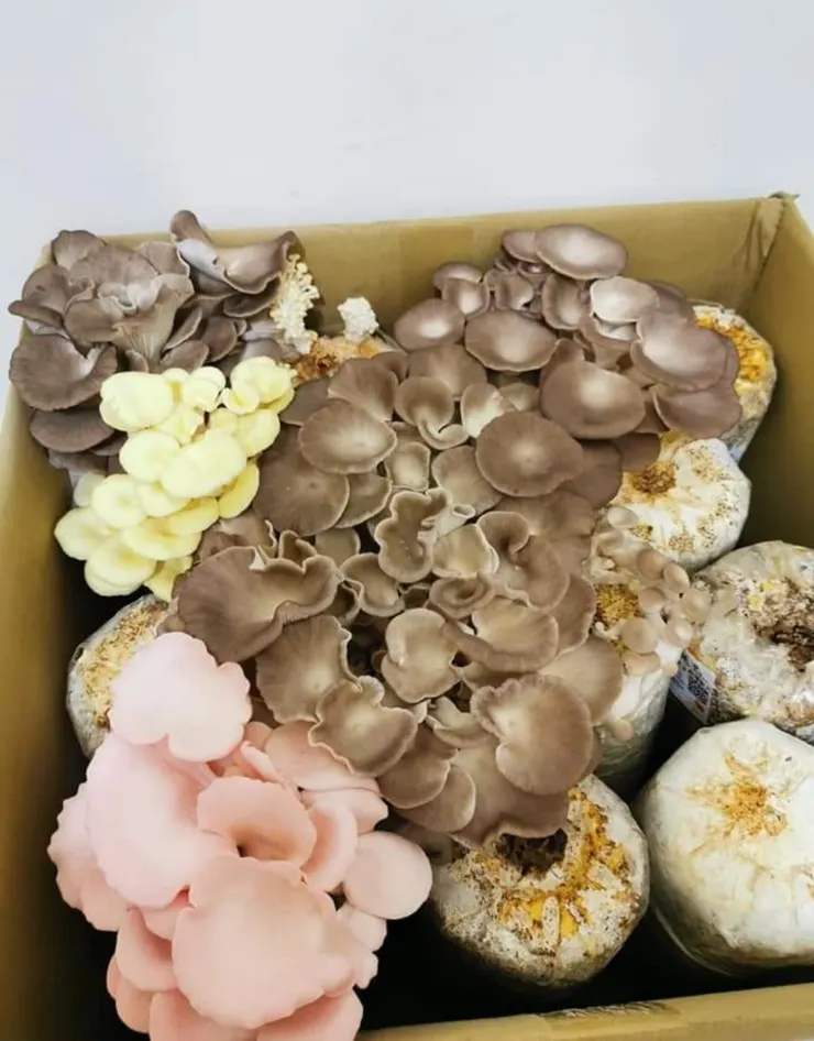 雖然是之前的東西！但是就是想拿來分享！