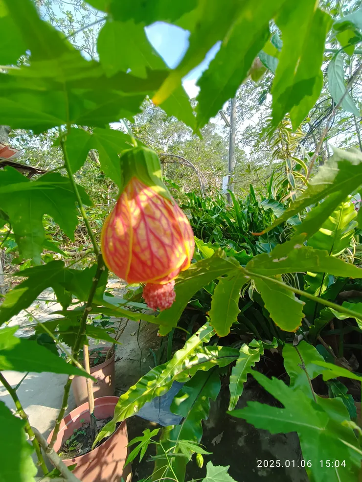 天雨多日足禁，昨陽往山登，金鈴花自拍攝