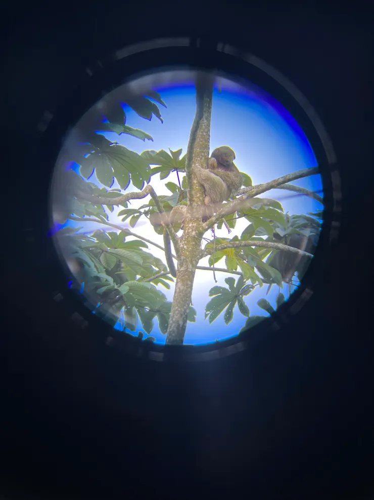 路邊臨停看樹懶