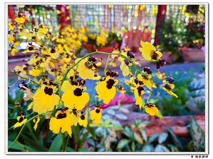 【2022秋季蘭花暨盆花展】