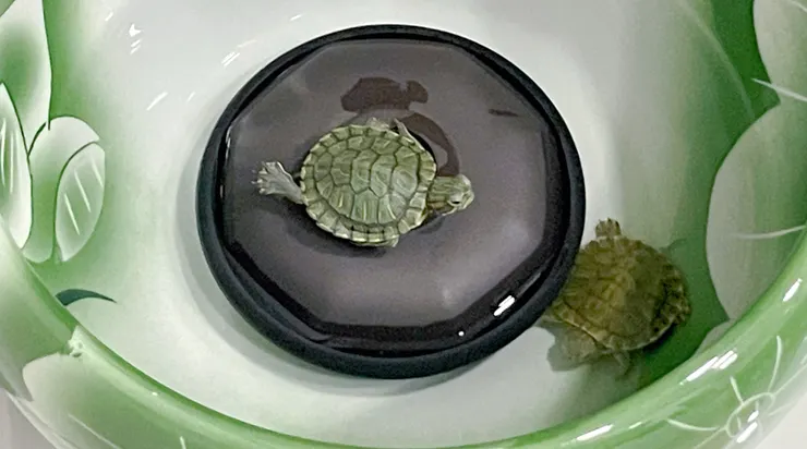 一個在光中伸展，一個在水裡沉靜——原來陪伴的姿勢，從來不只一種。