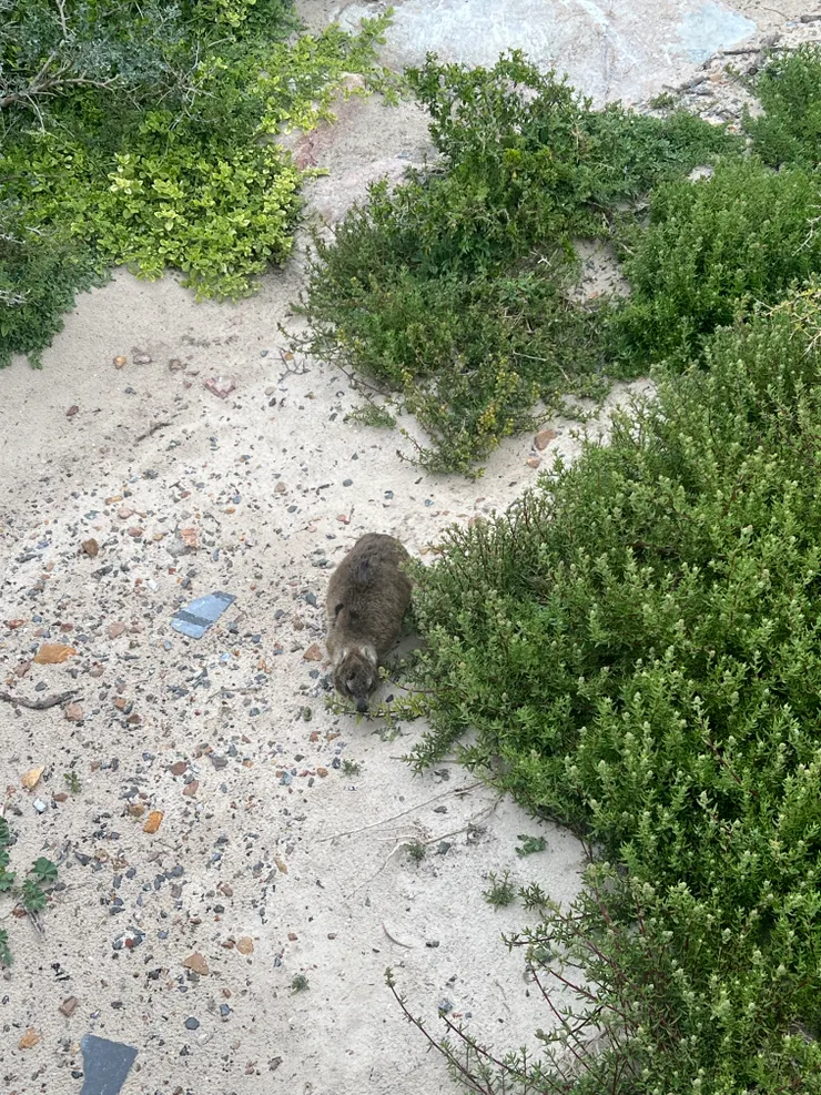 大象的表親：Dassie