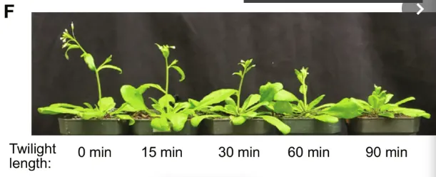 暮光對開花時間的影響。圖片取自期刊。