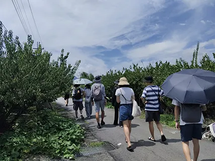 ▲走在田間小路的撐傘大學生。