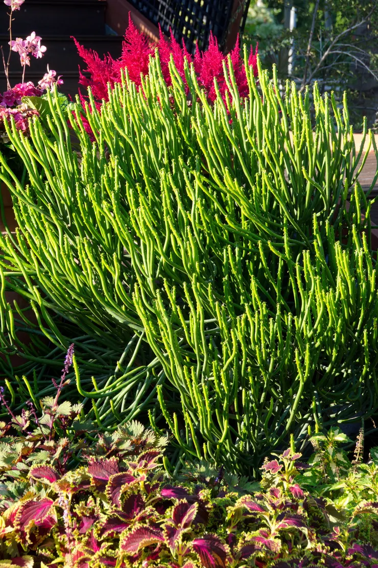 珊瑚大戟(Euphorbia cedrorum)