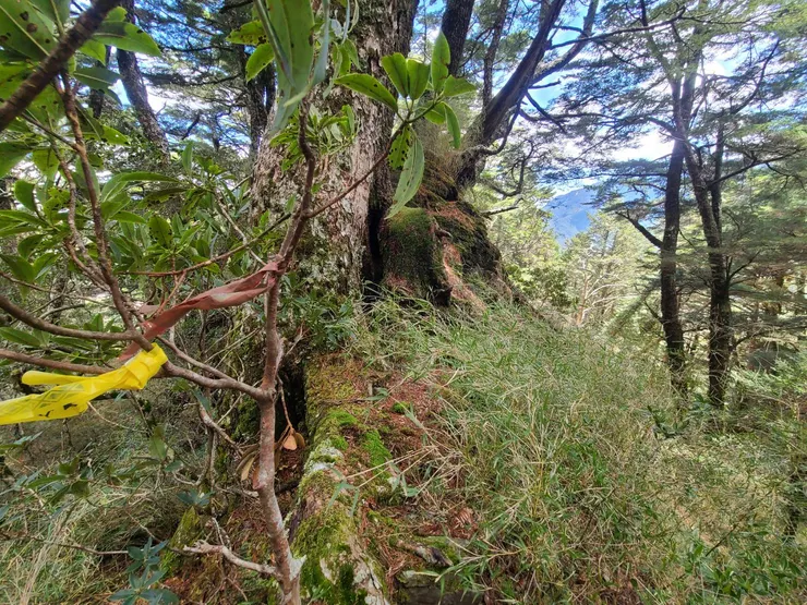 往回走找相對好走的路上切到稜線