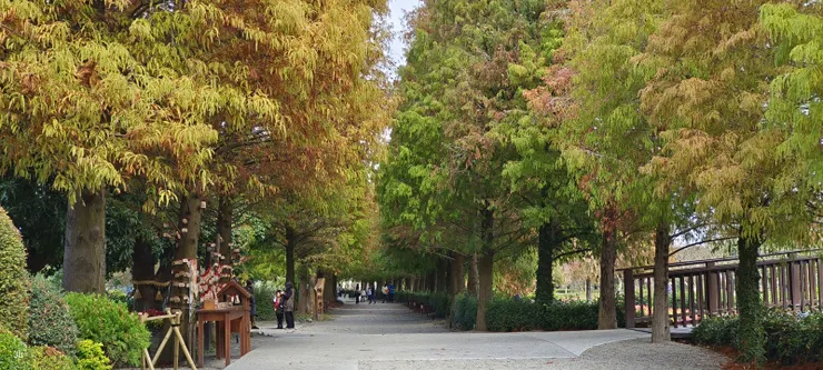 落羽松步道，從那頭走過來，續前行即西園區百年古厝成美公堂，確合歸鄉之意。