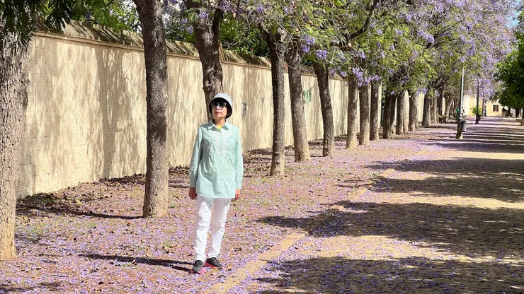 藍花楹盛開的公園