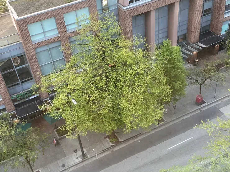 家裡樓下,可愛的小樹