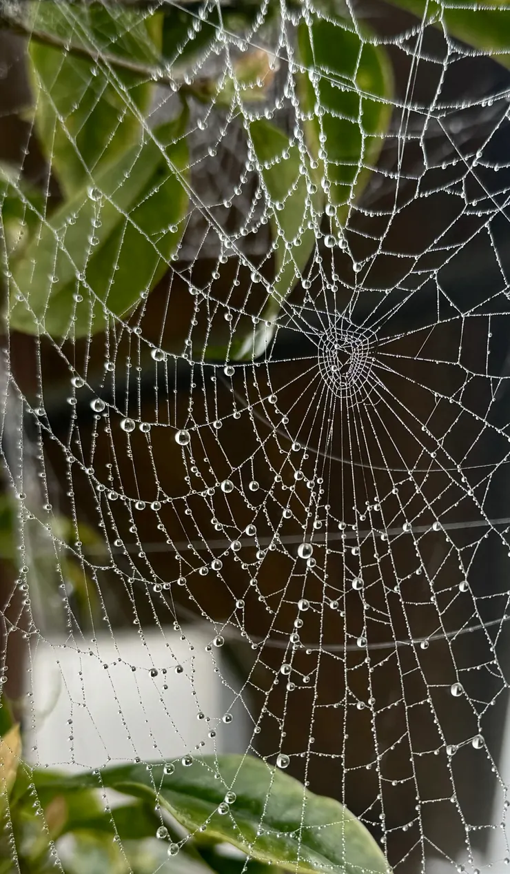 這一張水晶網做「水晶頭紗」