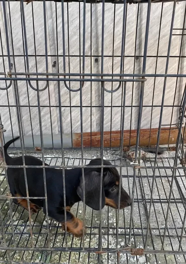 「好可愛！」一下車就直接衝向小臘腸🖤