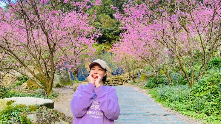 三峽大熊櫻花林