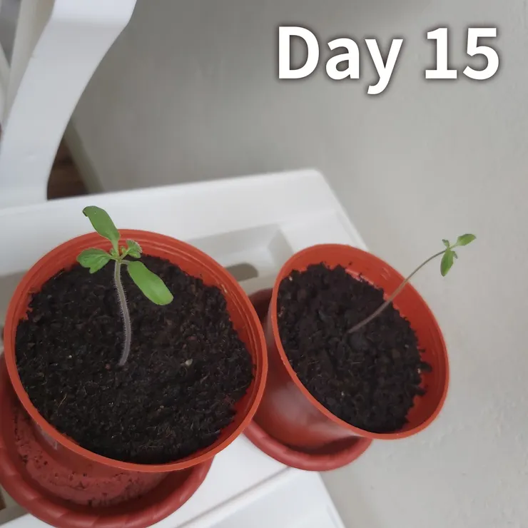 被向光性弄到歪七扭八 XD