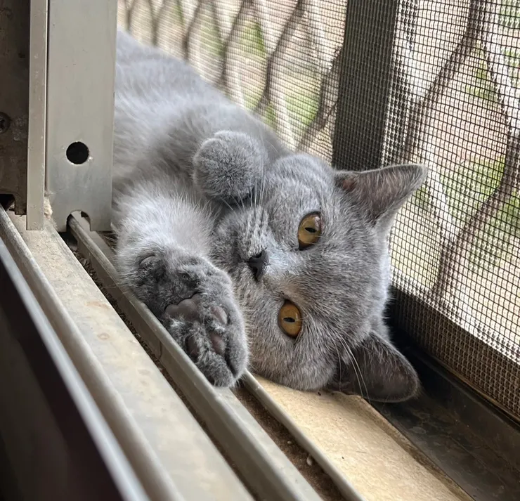 慵懶地躺在窗戶裡。