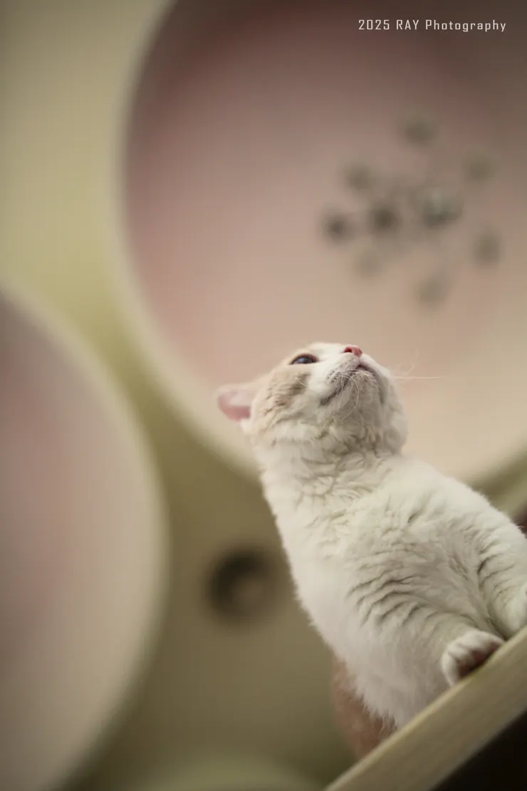 平躺取景。 現在輪到我好奇，牠會選哪一桌。