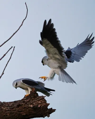 黑翅鳶樹梢傳食