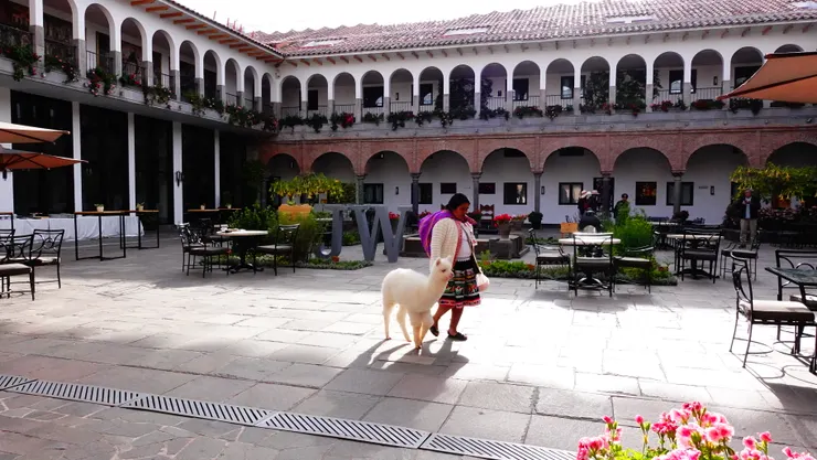 在庫斯科下榻飯店的中庭花園，偶然遇見的羊駝--這隻明顯的體型嬌小神態稚嫩，應該還是個寶寶或幼兒吧!