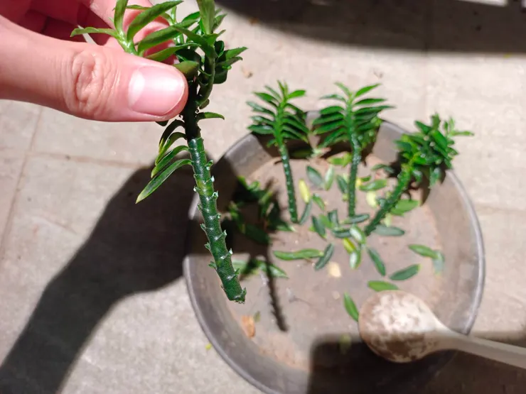 去除下方的葉子,至少保留上方 2 - 4 片葉子