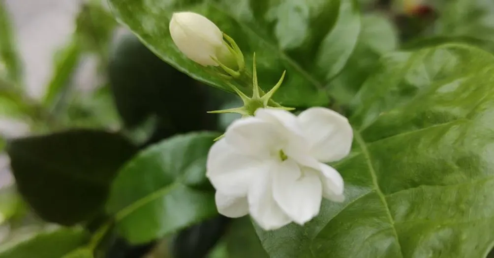 茉園存股隨筆的沙龍